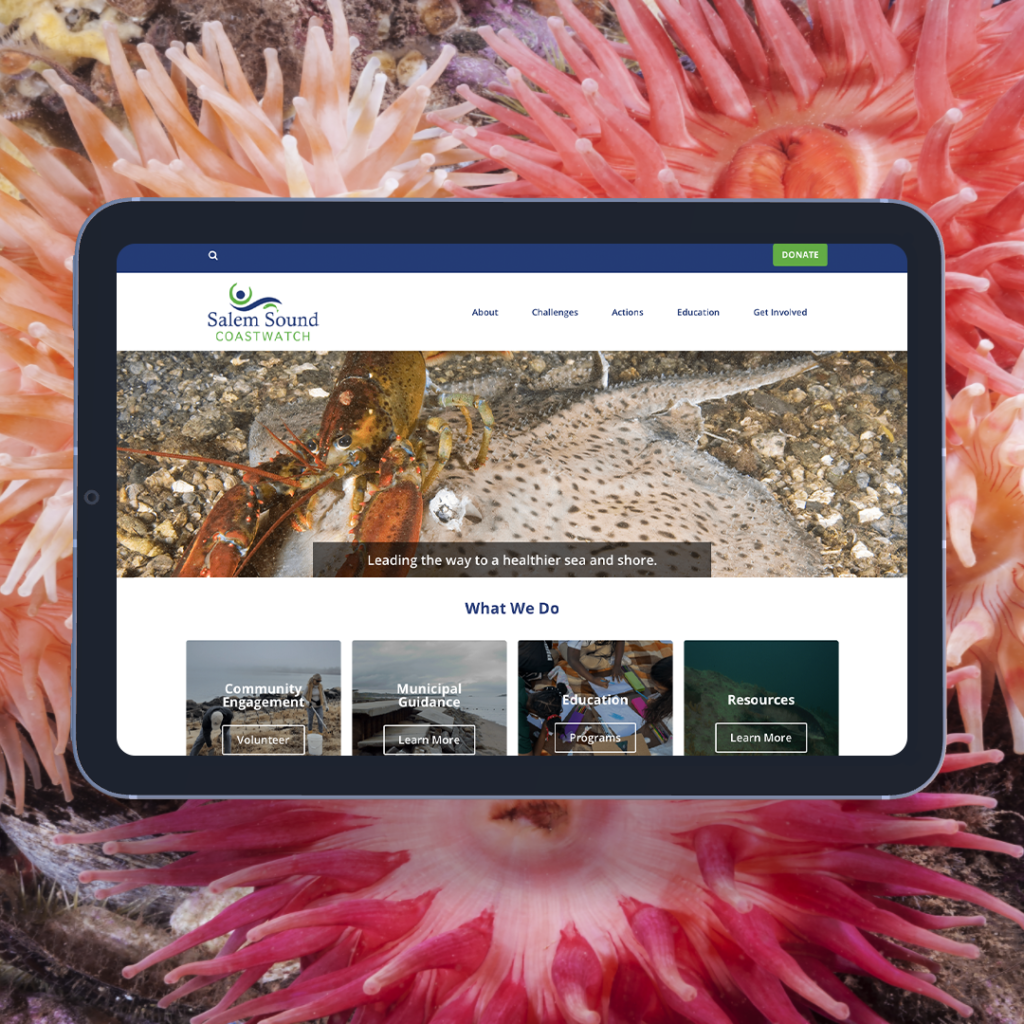Salem Sound Coastwatch Website Landing Page displayed on an iPad with an Anemone background image.